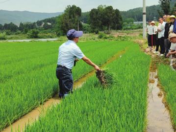 四川水稻主导品种这样加分