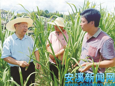 我县引进福建农林大学菌草项目带动特色种养殖业发展