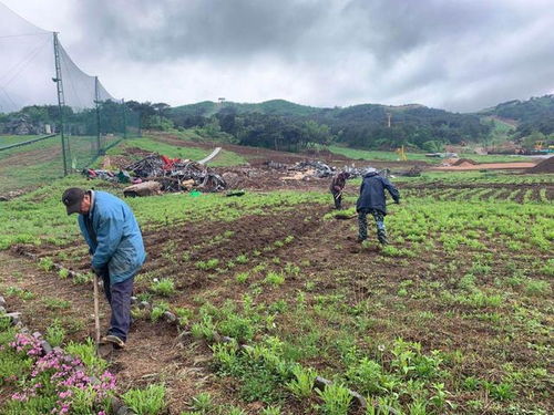 金瀚田园 景观没有了,地还在,鲜花依旧会盛开