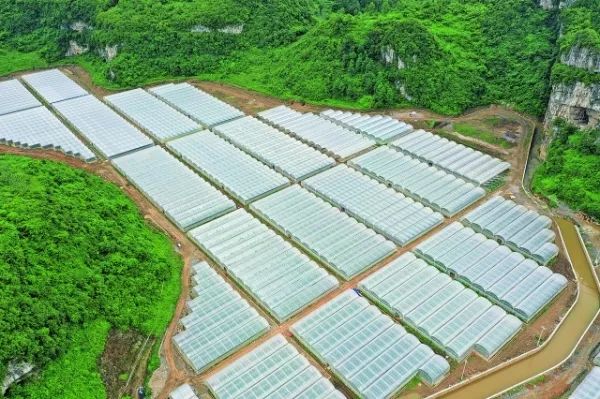 培育壮大市场主体 激发产业振兴活力!记贵阳贵安现代山地特色高效农业民营企业10强代表企业